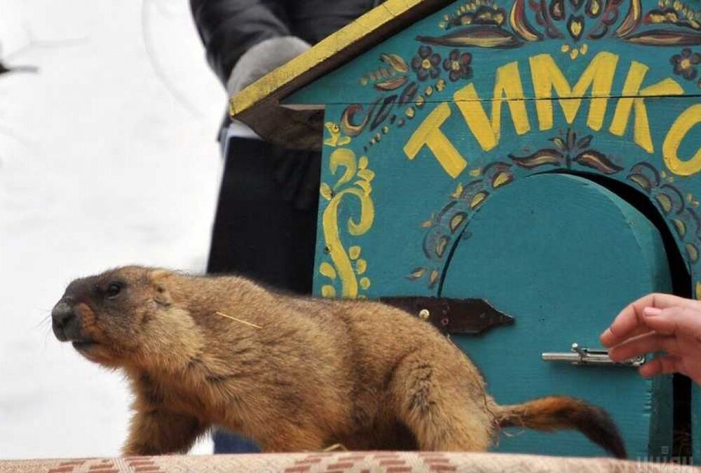 Ранняя весна в Украине: предсказания сурка Тимки