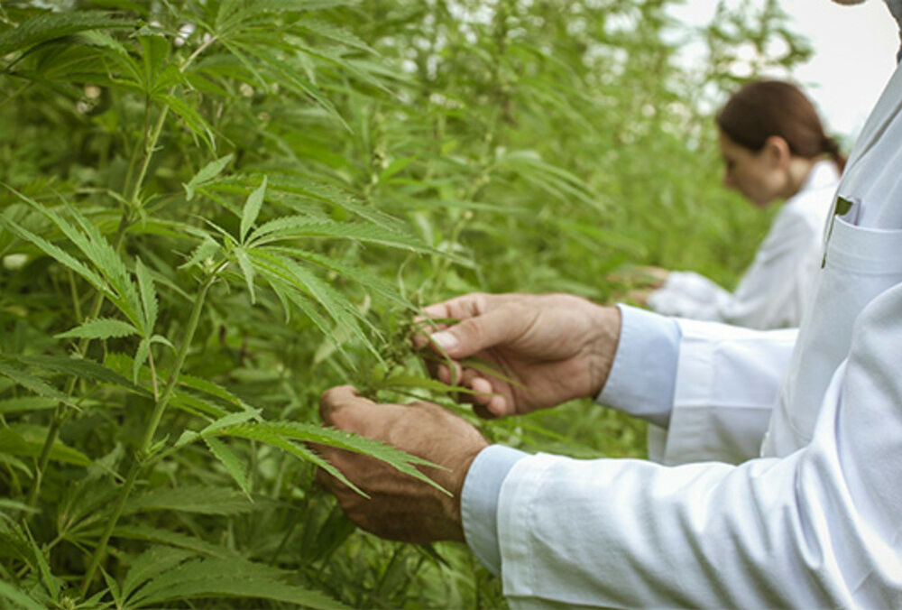 Легалізація медичного канабісу в Україні: чи готові в Слузі народу підтримати законопроект