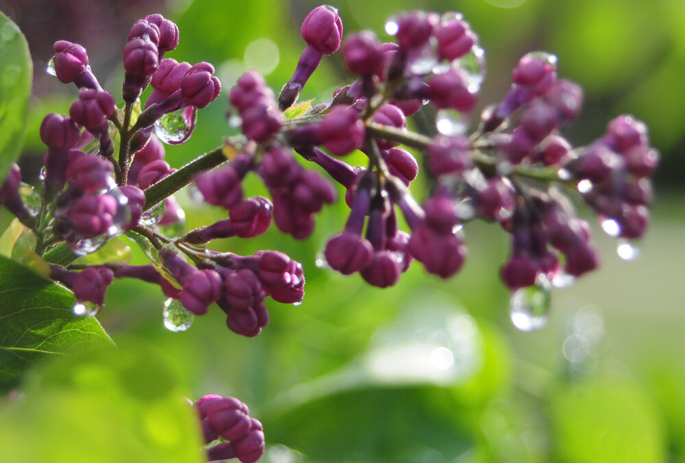 Погода в Украине: где пройдут дожди