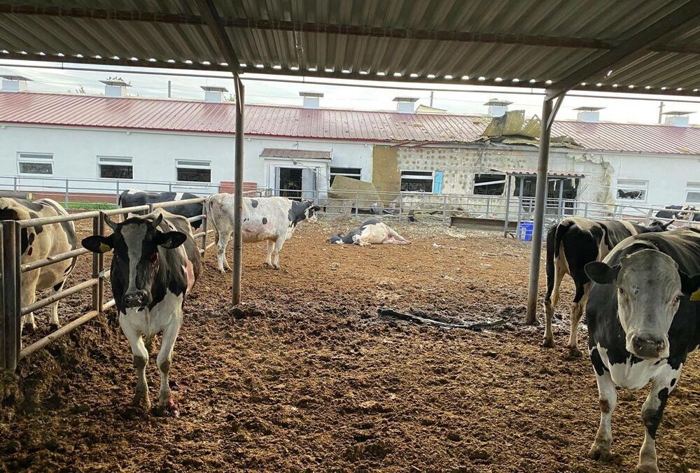 Россияне обстреляли фермерское хозяйство в Харьковской области, погибли животные