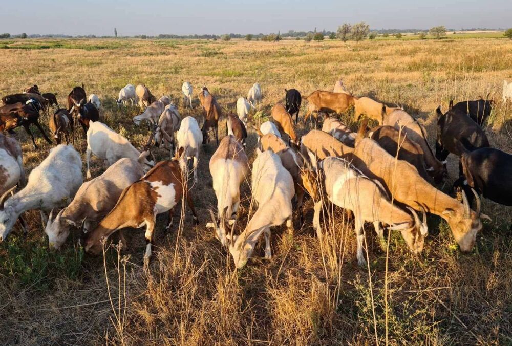 Женщина, которая вывезло сотни коз из Донецкой области, продает стадо после мобилизации сына
