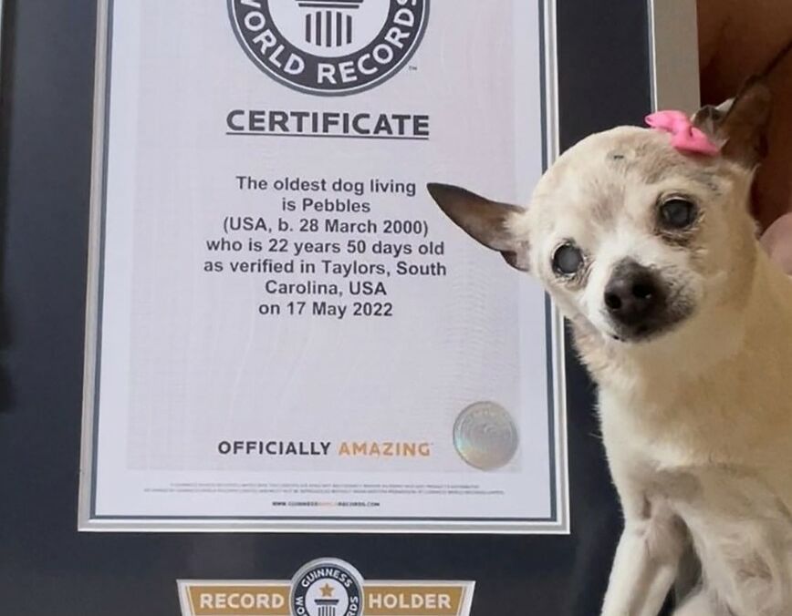 У США помер найстаріший собака у світі