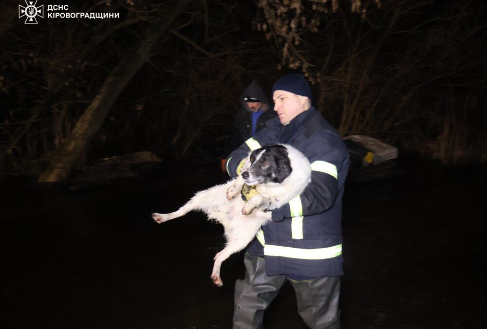 У Кропивницькому затопило притулок для тварин