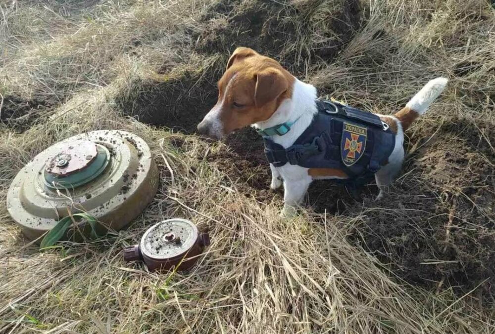 Пес Патрон виступив на захист USAID, критикуючи Ілона Маска