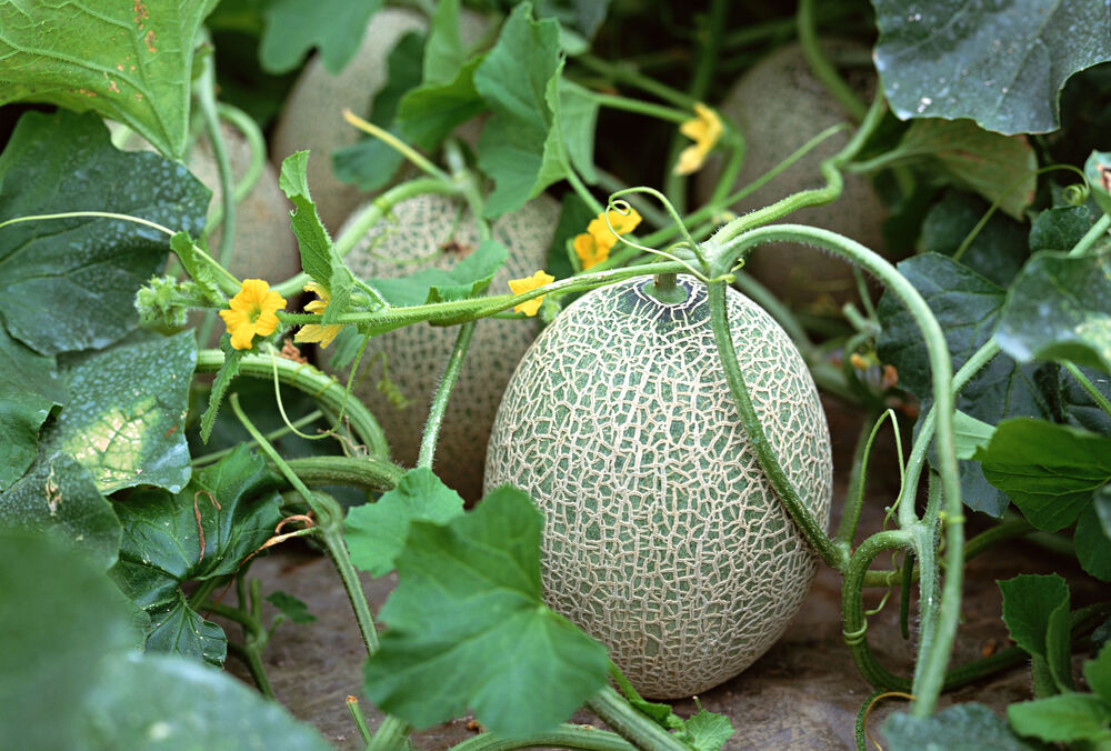 Солнечно и жарко: прогноз погоды в Украине Солнечно и жарко: прогноз погоды в Украине