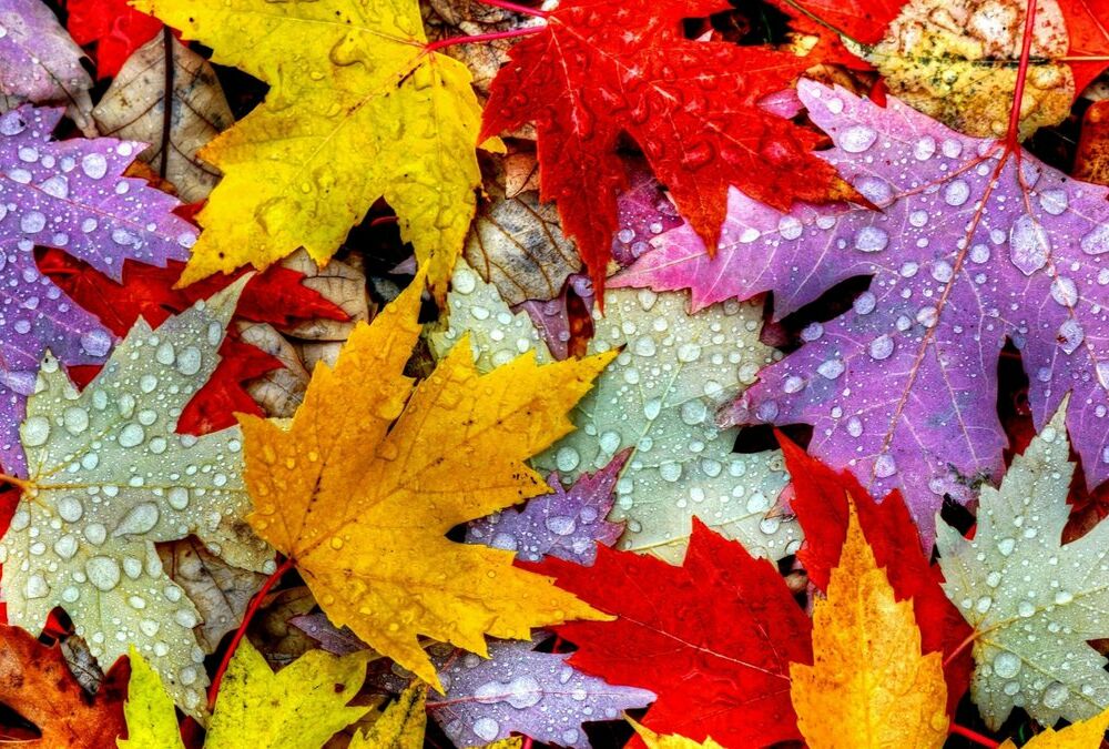 Погода 25 ноября: в Украину возвращаются дожди