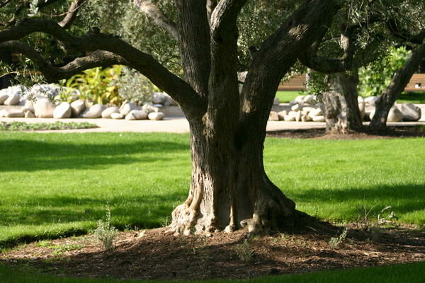 Ключевые различия между деревьями и растениями