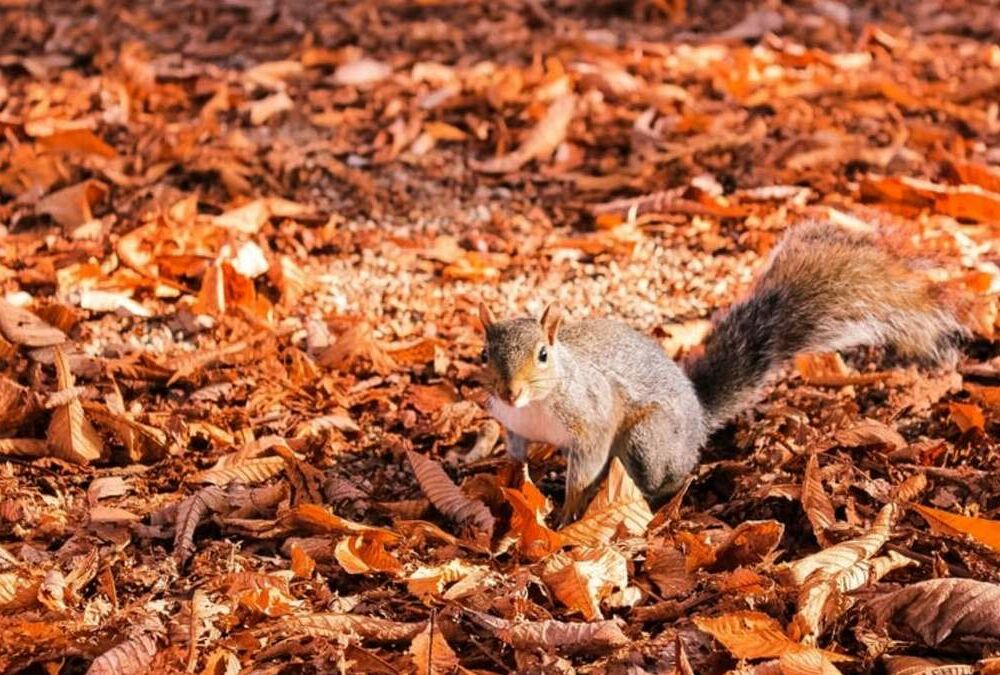 Прогноз погоды: в Украине может похолодать