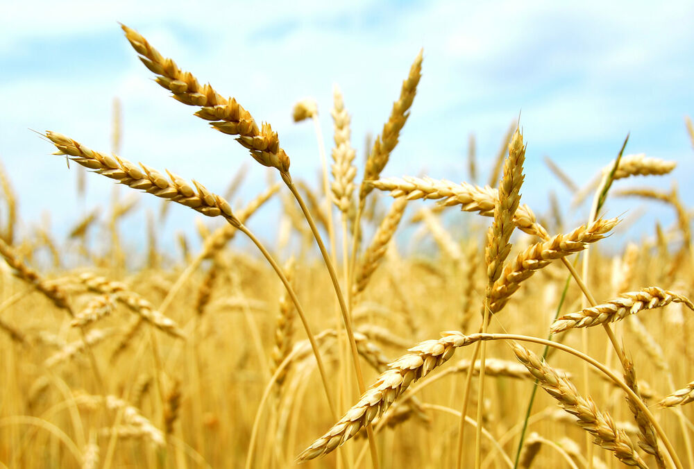 Експорт української агропродукції знизився на 20%