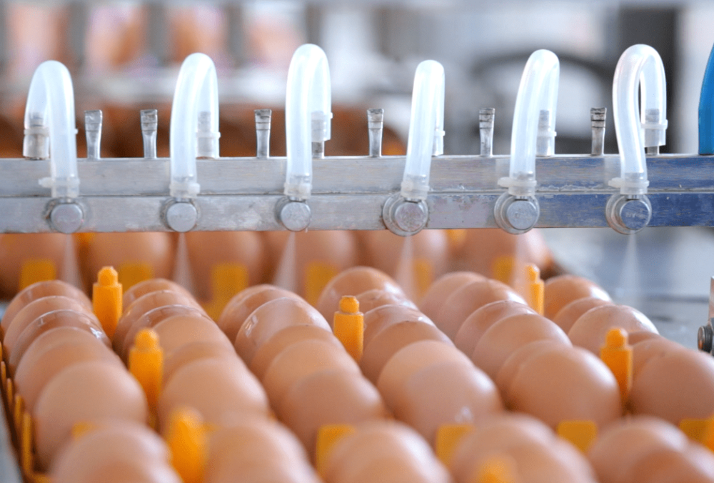 На изготовление вакцины против гриппа уходит 500 млн куриных яиц, - эксперт