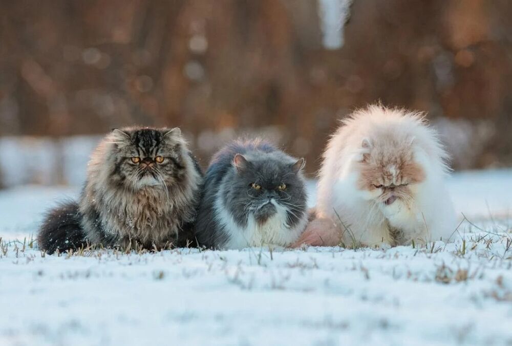 Синоптики составили прогноз погоды на зиму 2022 – 2023