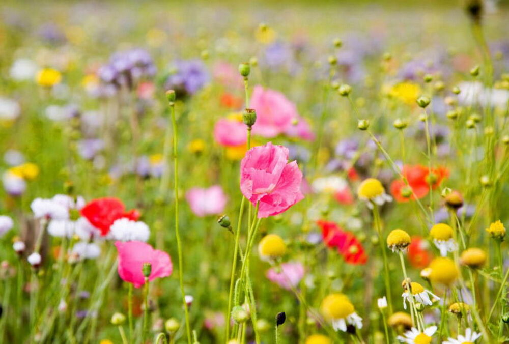 Погода у червні: синоптики озвучили свій прогноз