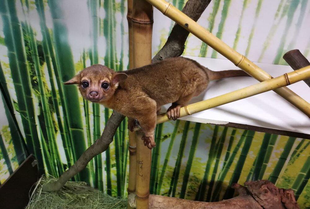 Вперше в зоопарках Києва - милі кінжаку оселилися в DREAM TOWN