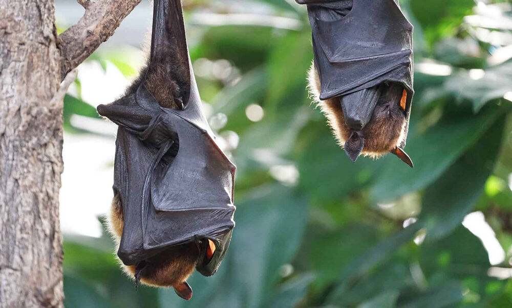 Спецслужби США назвали дві основні і найбільш ймовірні версії виникнення COVID-19