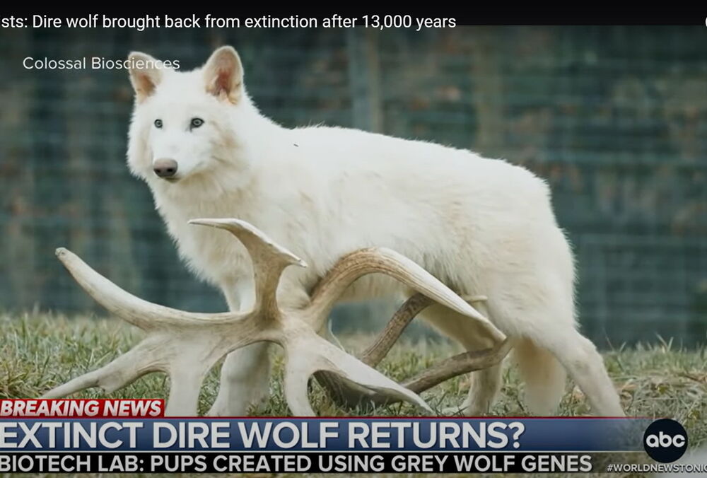 Вчені Colossal Biosciences відродили лютововків із ”Гри престолів”, які вимерли 13 тисяч років тому