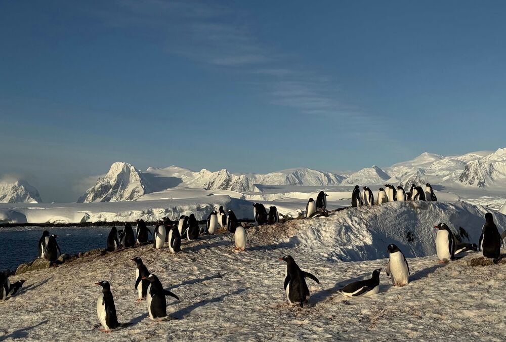 До станції Академік Вернадський повернулися тисячі пінгвінів