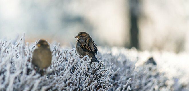 Погода в Украине: синоптики обещают резкое похолодание