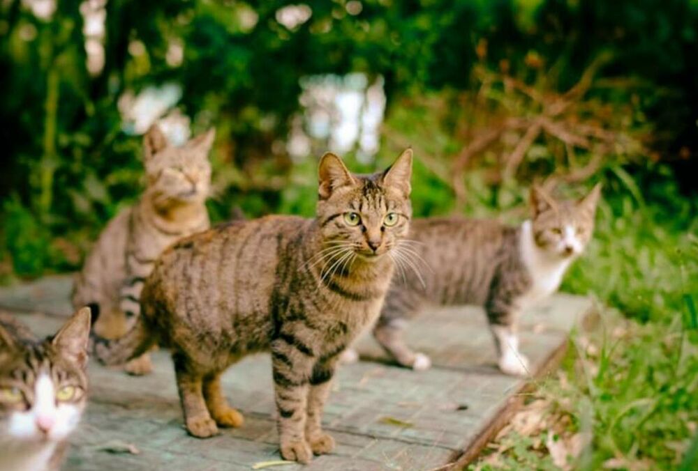 В Чикаго на работу массово берут котов В Чикаго на работу массово берут котов