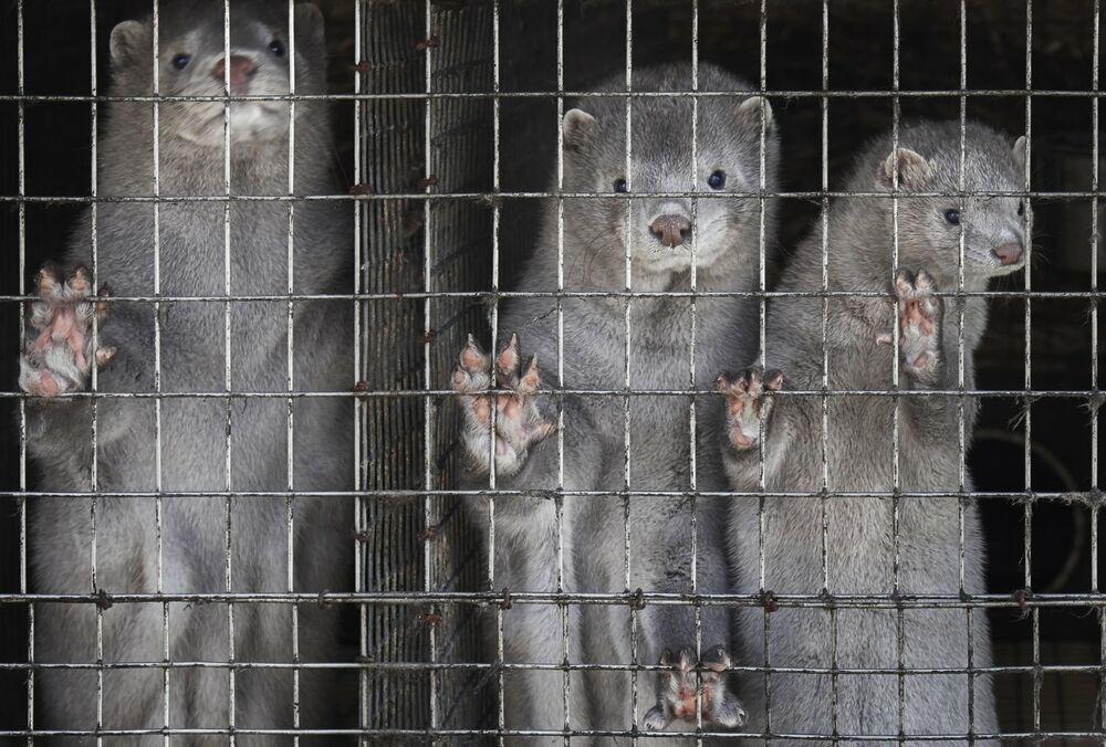 В мире появилась страна, где запретили продавать изделия из натурального меха