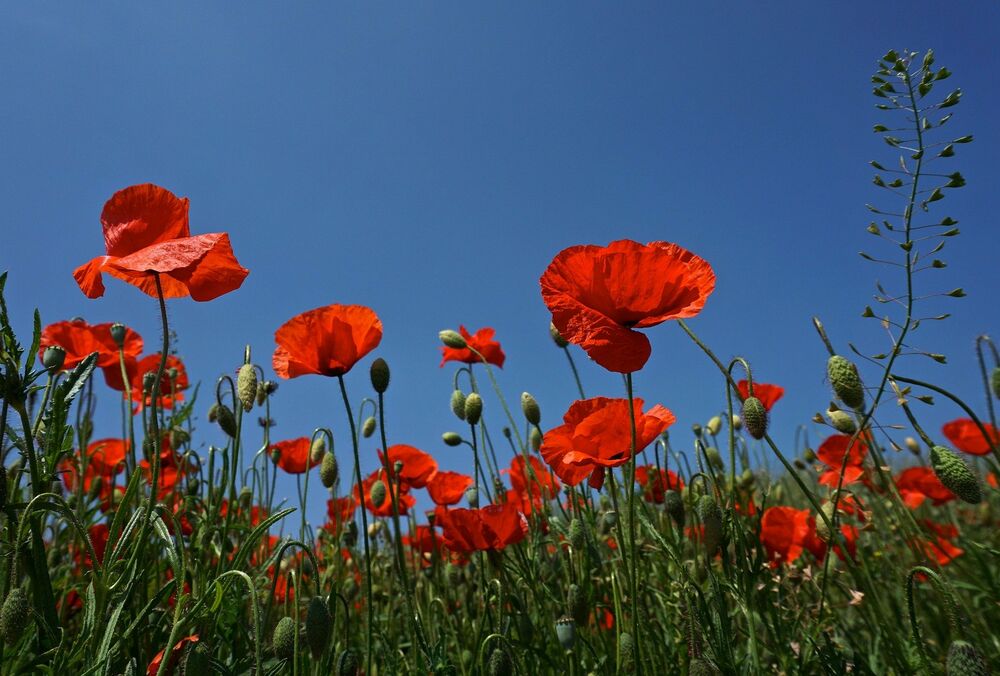 Прогноз погоди: в Україну повертається тепло