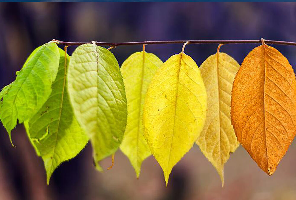 Теплий прогноз: синоптики обіцяють сонце і +25