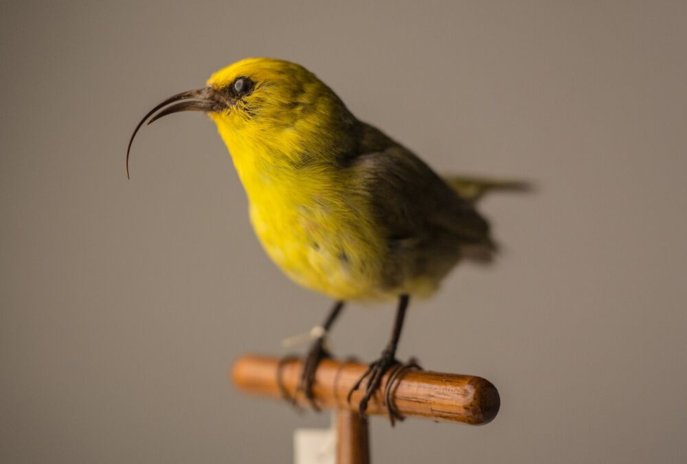 23 вида живых существ были объявлены вымершими в США