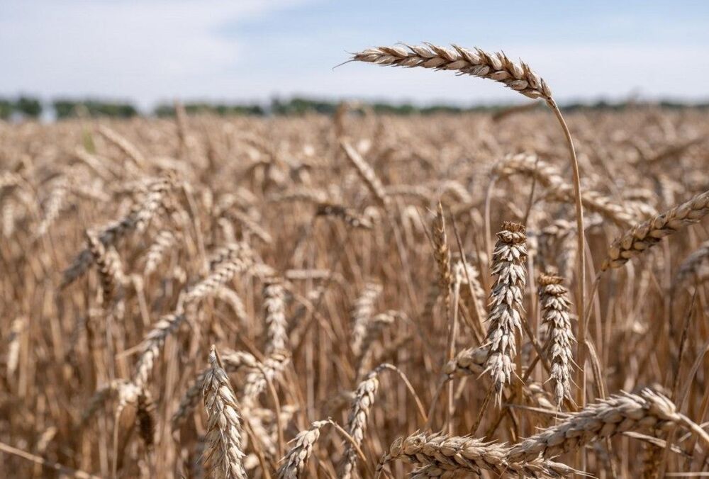 Незважаючи на війну: Україна безкоштовно передасть 50 тис. тонн зерна голодуючим африканським країнам