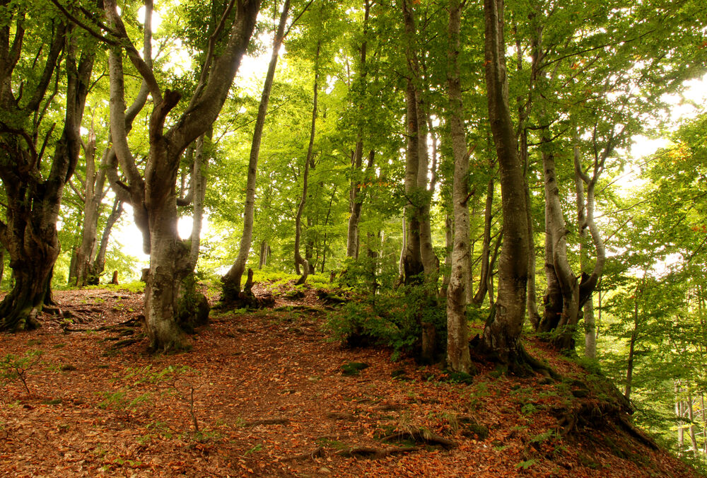 Відновлення лісу та біорізноманіття: підхід BEF