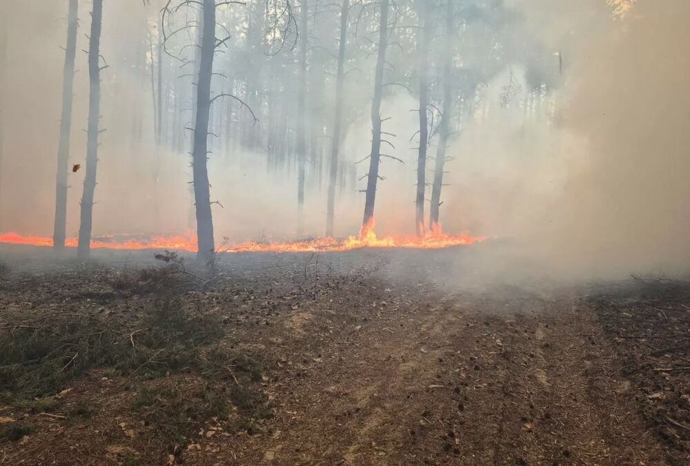 В Харьковской области не могут потушить масштабный лесной пожар