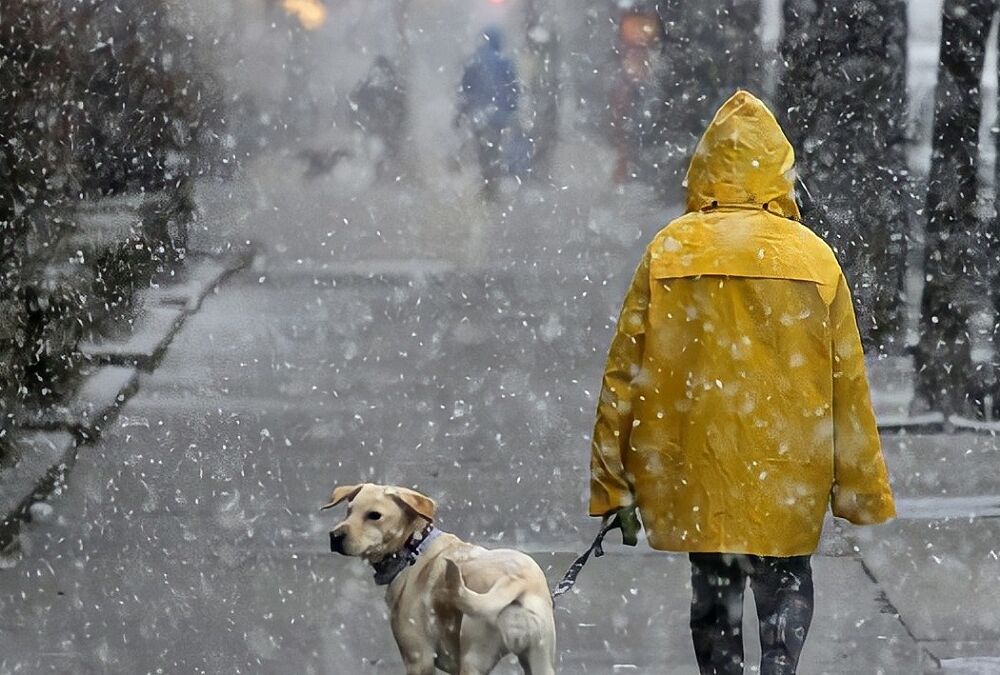 Снежный понедельник: прогноз погоды в Украине