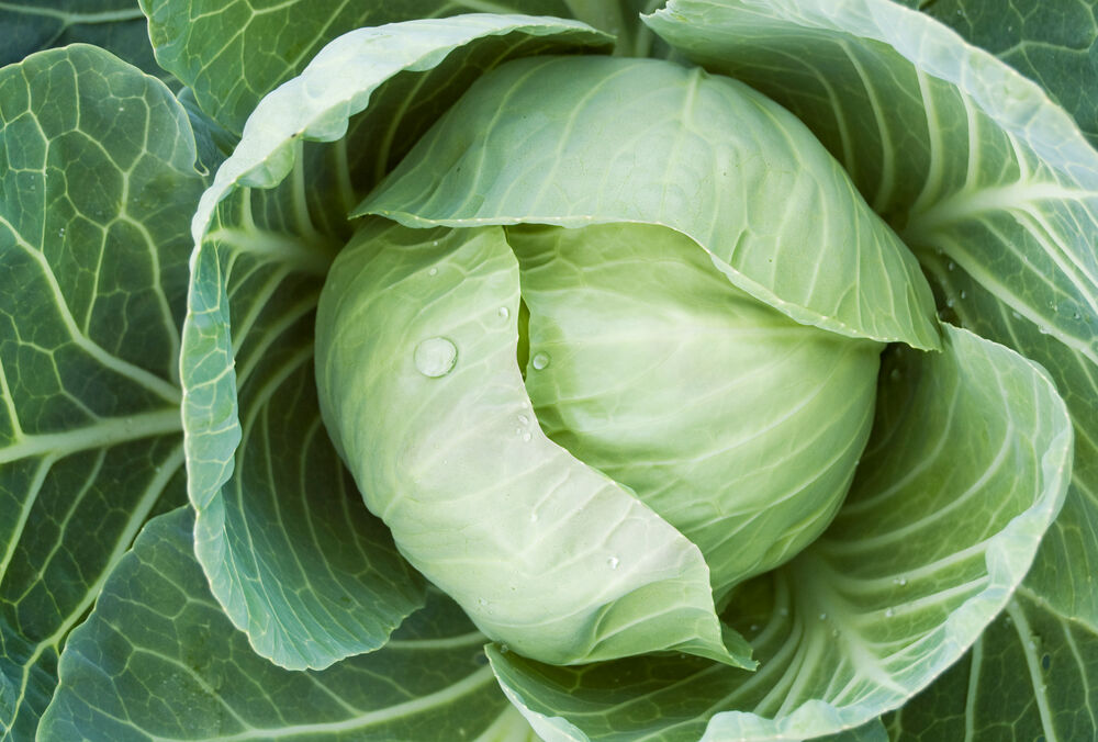 Чем славится капуста - исторические и полезные факты