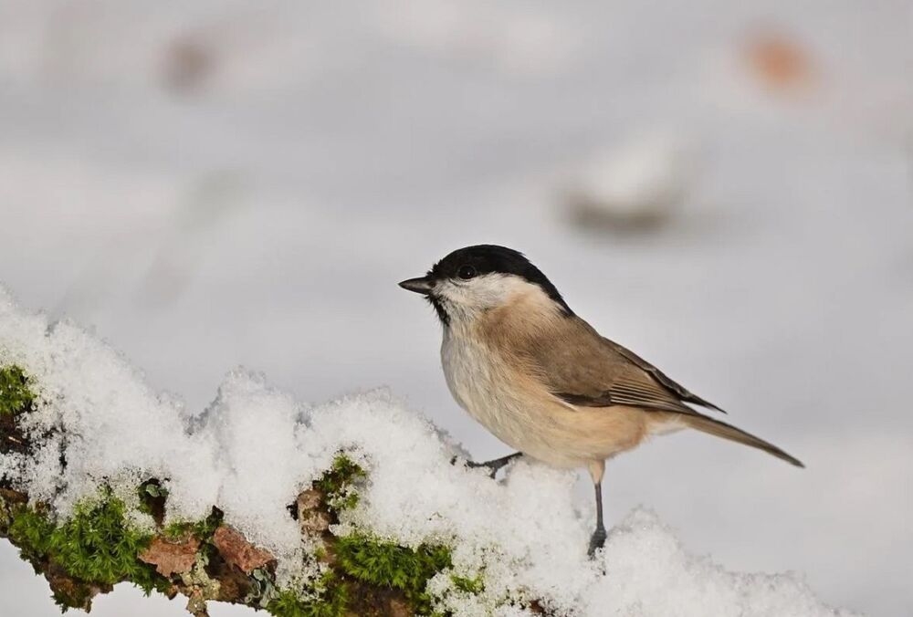 Українців попередили про ”погодні гойдалки” найближчим часом