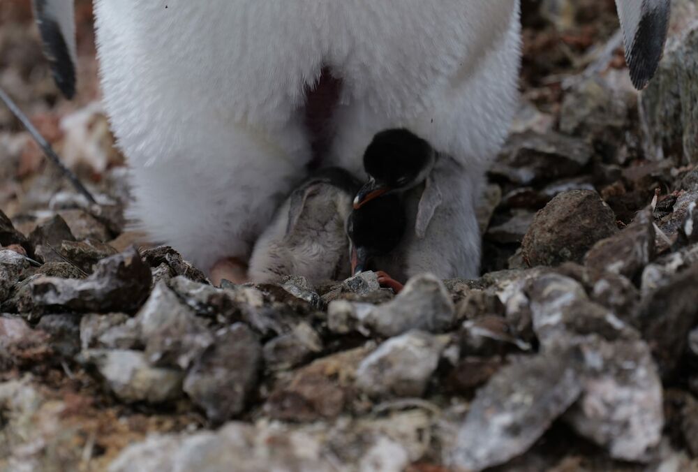Українські полярники показали перших пташенят пінгвінів у цьому сезоні