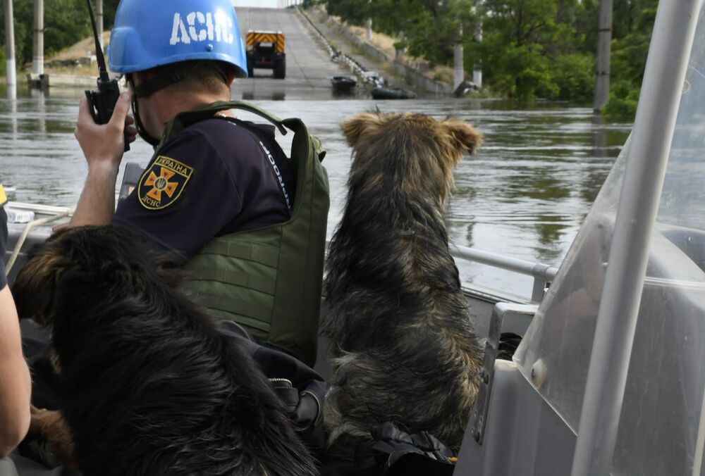 Из-за подрыва Каховской ГЭС 160 тысяч птиц и более 20 тысяч диких животных под угрозой гибели