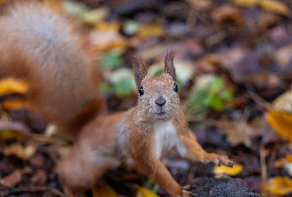 Осінь 2023 року стала однією з найтепліших у Києві, побивши 5 температурних рекордів