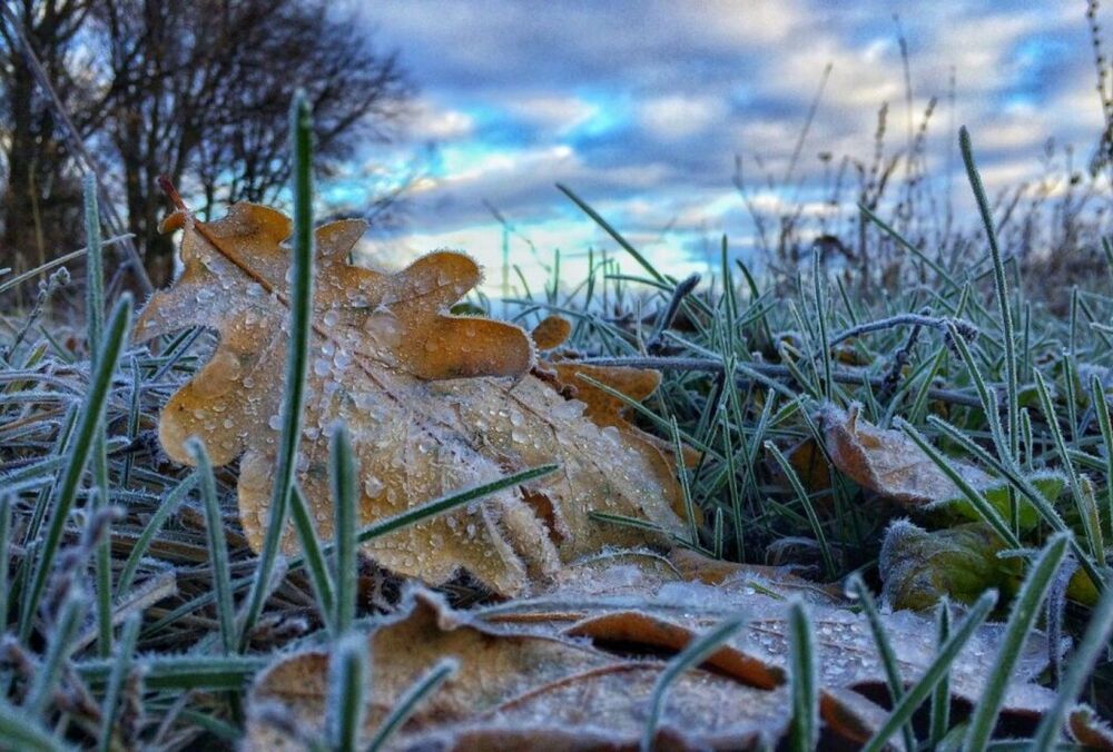 Укргидрометцентр объявил оранжевый уровень опасности из-за заморозков