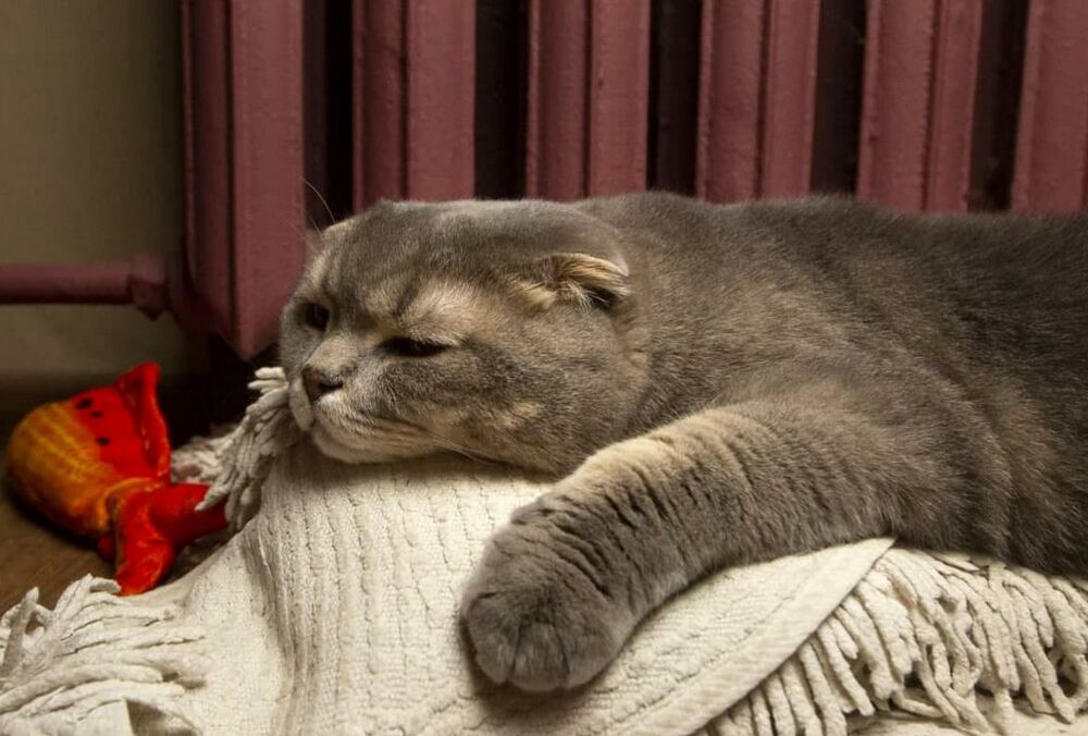 Прогноз погоды: синоптики обещают пасмурный день