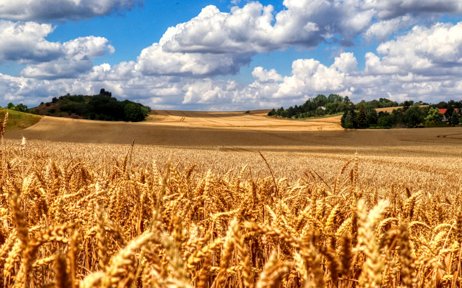 Турция ведет переговоры с Украиной и Россией по коридору для зерна