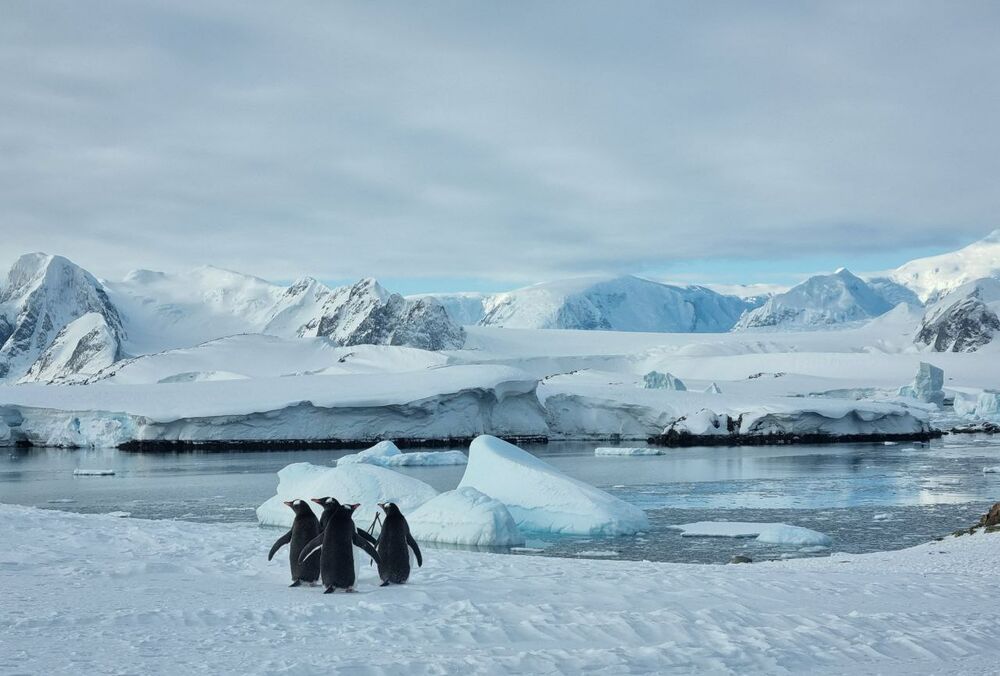 Вчені повідомили про рекордно теплу зиму в Антарктиді за 70 років (фото)