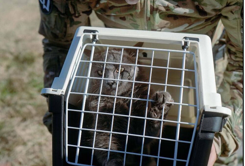 Разведчики провели уникальную эвакуацию котов с острова Змеиный: фото