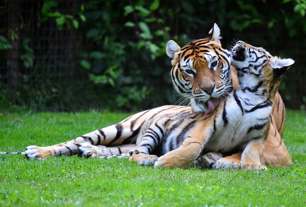 В мире отмечают Международный день тигра