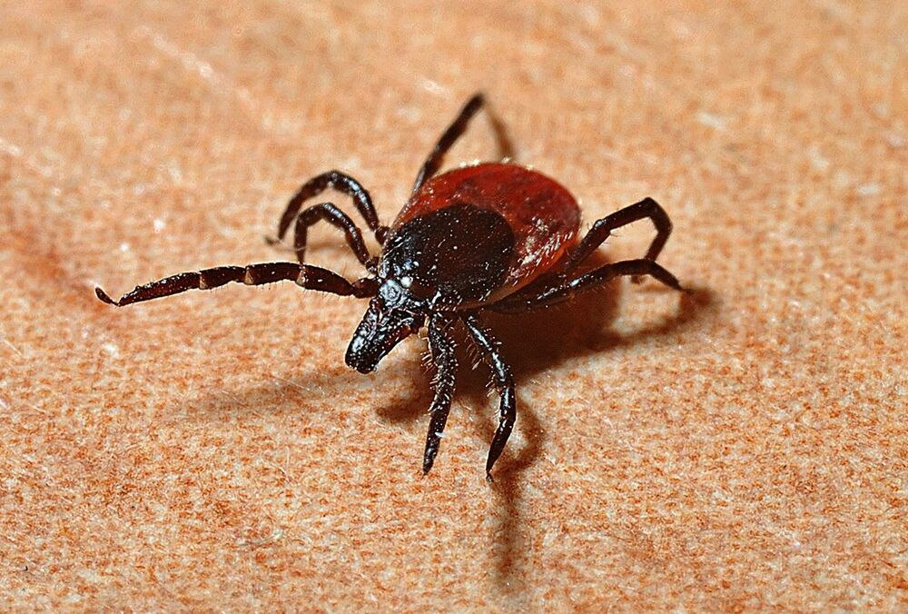 В Минздраве напомнили алгоритм действий при укусе клеща