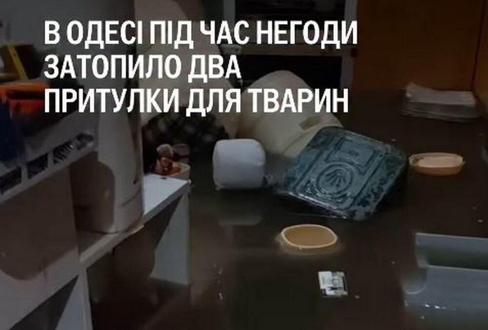 В Одессе из-за потопа затопило два приюта для животных