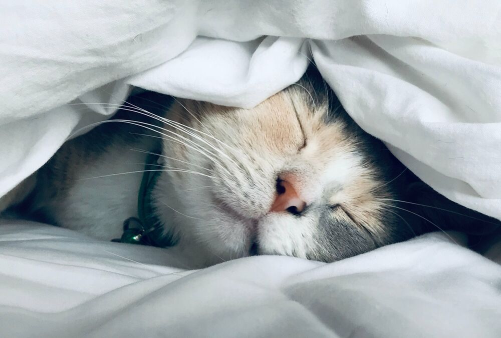 Вчені з'ясували, що через пандемію людям частіше сняться тривожні сни