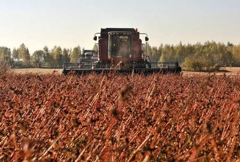 В Украине готовятся собрать рекордный урожай гречки: что будет с ценами