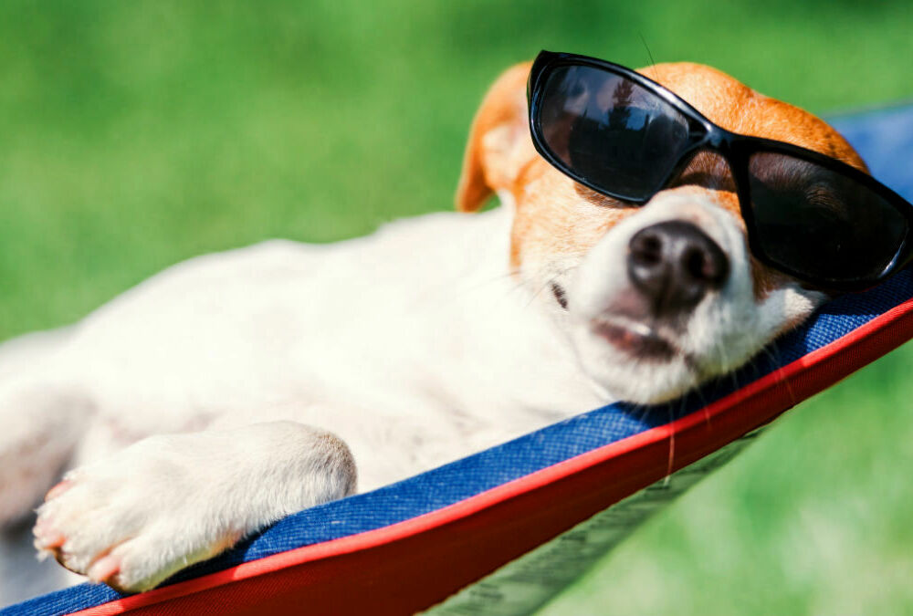 Инфографика: календарь выходных на август Инфографика: календарь выходных на август