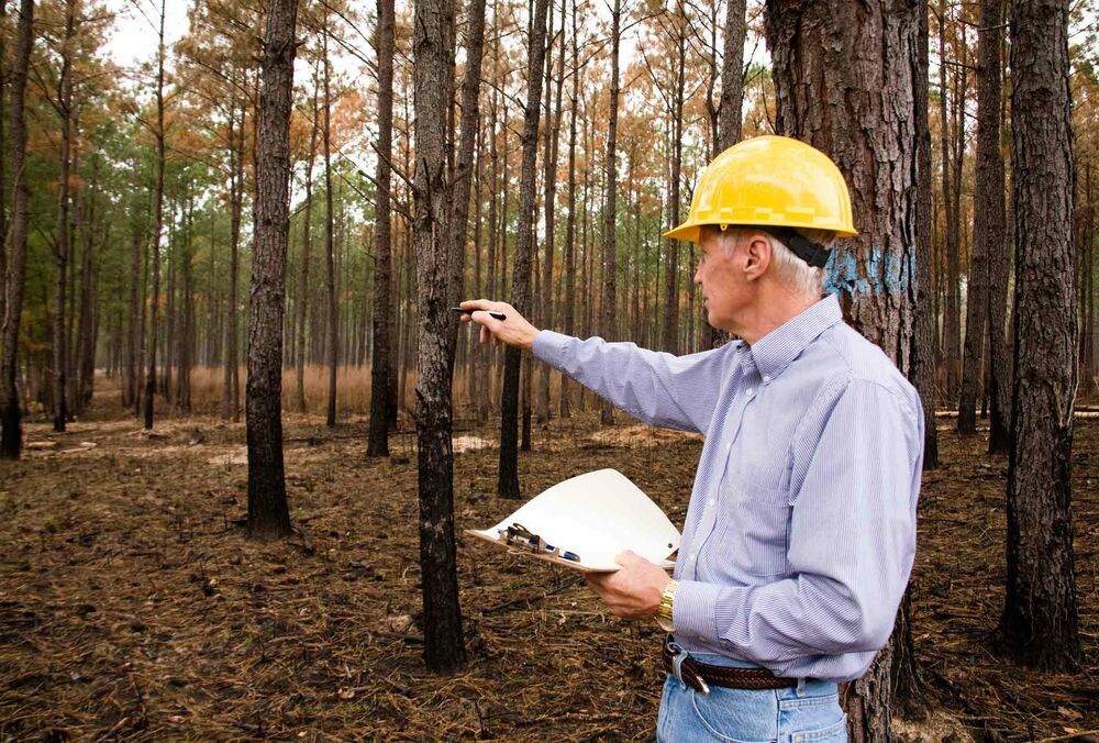 19 вересня 2021 року святкуємо День працівника лісу