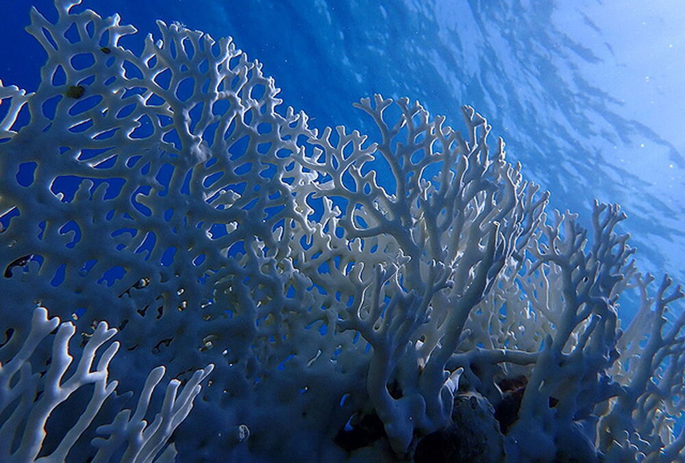 В Ейлатській затоці фіксують масову загибель коралів: фото