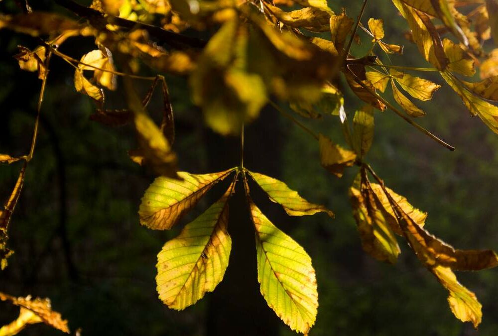 Отголоски лета: прогноз погоды в Украине