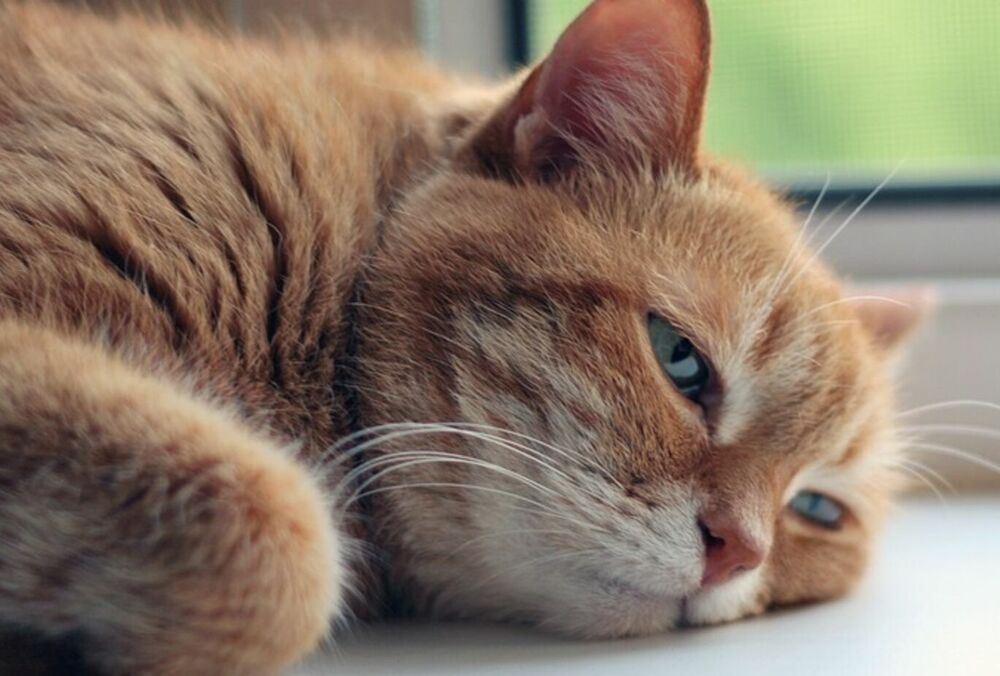 Жара в Украине с каждым годом может становиться сильнее, - Укргидрометцентр Жара в Украине с каждым годом может становиться сильнее, - Укргидрометцентр